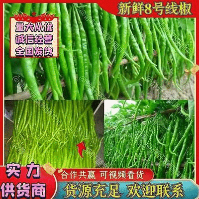 8号线椒大量上市了，价格优惠，产地直销，品质保证。