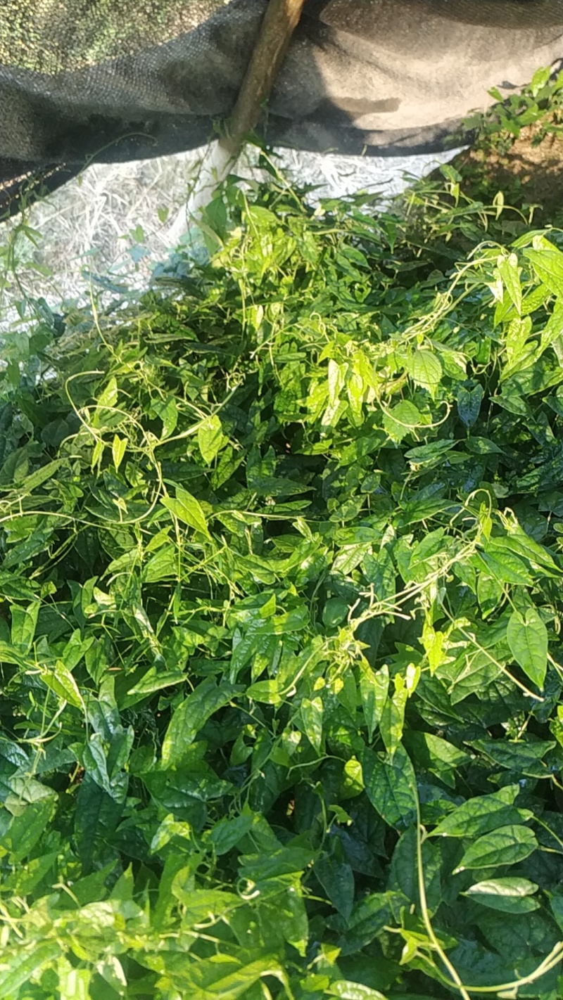 【金果榄苗】包活诚信经营支持视频看货，可发往全国市场！