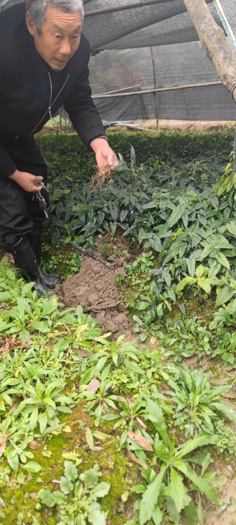 【金果榄苗】包活诚信经营支持视频看货，可发往全国市场！