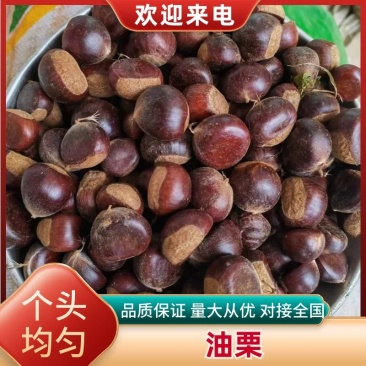 云南栗子板栗油栗迁西板栗3113大量供应保质保量量大优惠