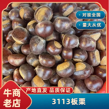 云南野生栗子3113板栗大量供应保质保量诚信经营全国发货