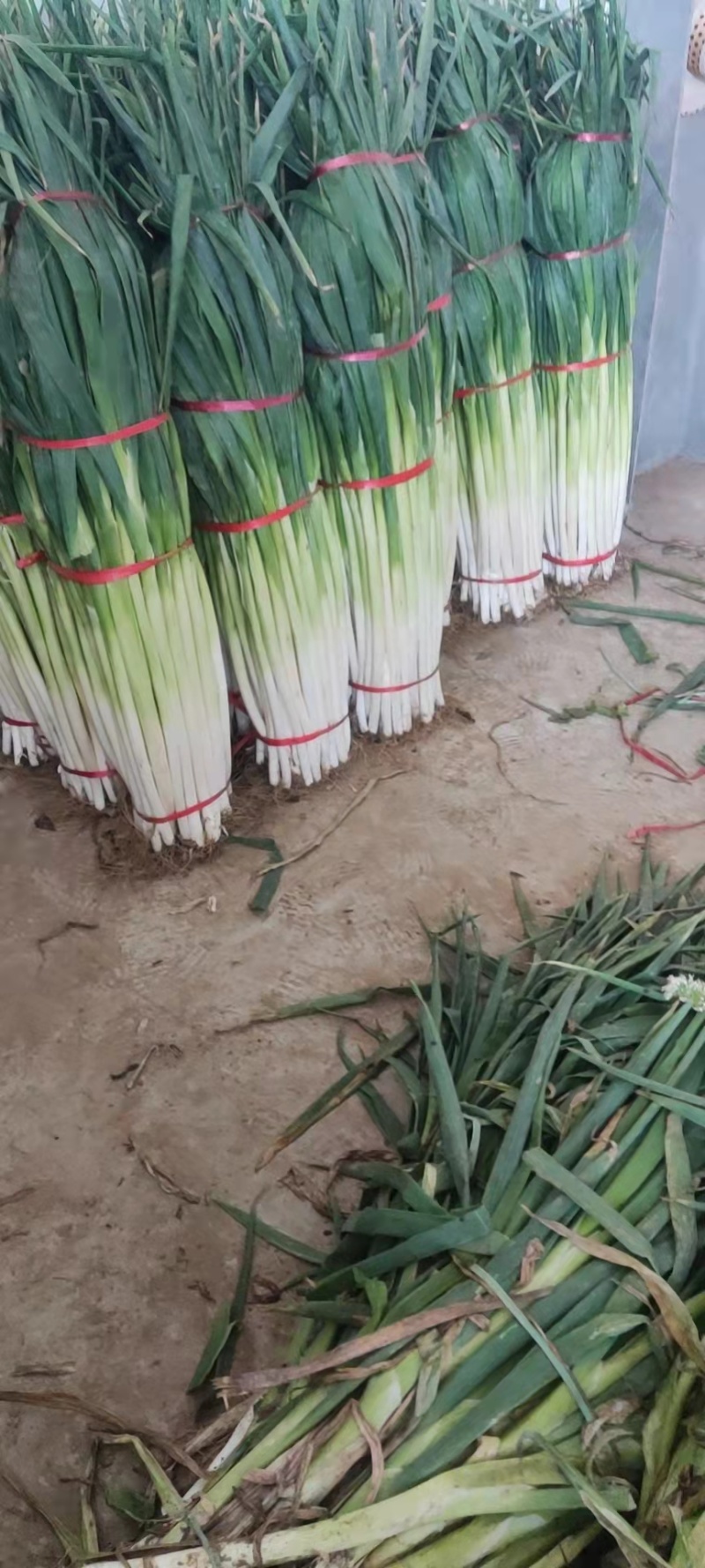 长白大葱净葱，一手货源，品质保证，价格便宜，可视频看货