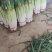 章丘大葱3cm左右40cm以上长白大葱大葱