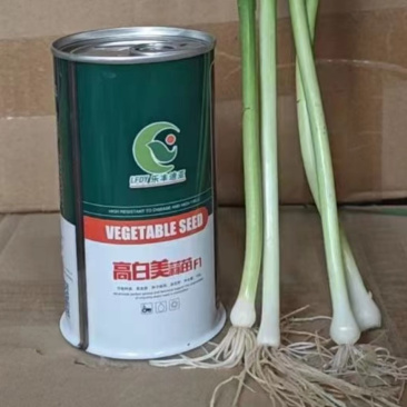 高白美蒜苗种子四季播大蒜苗阳台盆栽棚种香蒜硬叶蒜苗蒜苗种