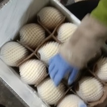 梨酥梨砀山酥梨纯甜无渣品种好规格全欢迎咨询