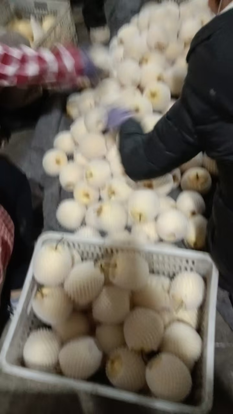 梨酥梨砀山酥梨纯甜无渣品种好规格全欢迎咨询