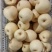 梨酥梨砀山酥梨纯甜无渣品种好规格全欢迎咨询