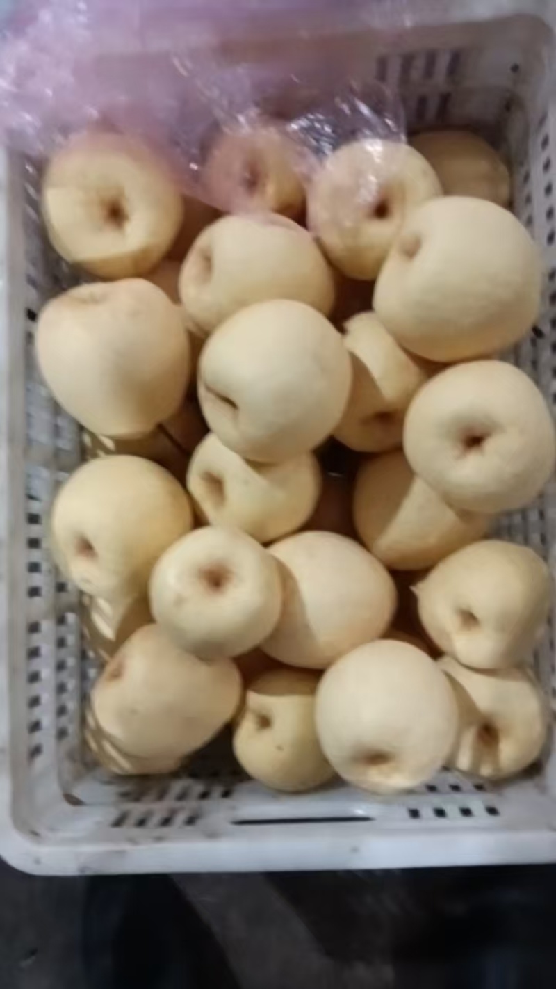 梨酥梨砀山酥梨纯甜无渣品种好规格全欢迎咨询