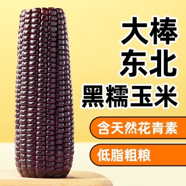 东北黑糯玉米