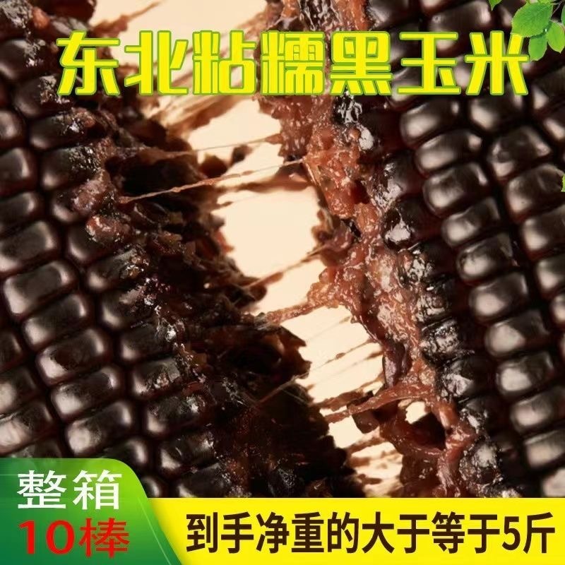 东北黑糯玉米
