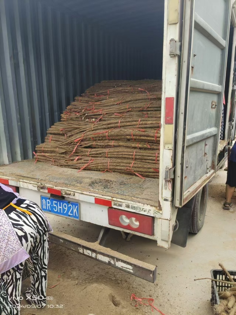 精品山药各种山药双棒香甜软糯欢迎各地客商