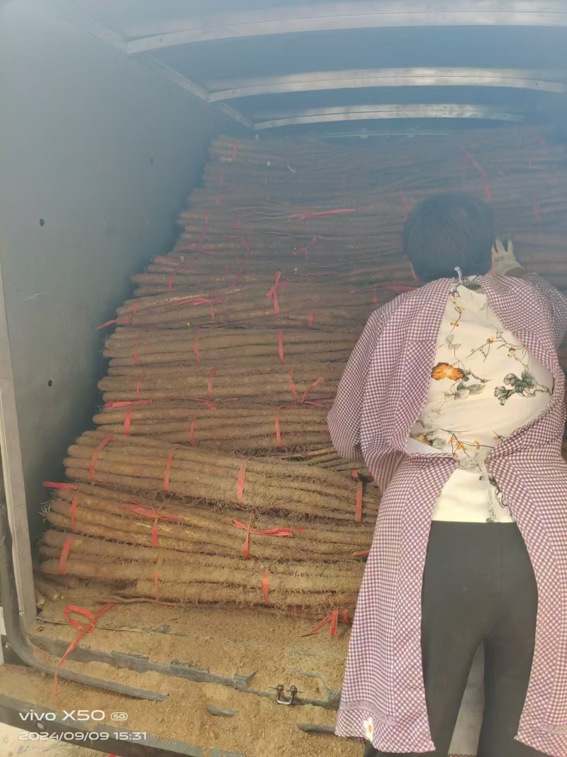 河南精品山药量大从优欢迎联系洽谈合作保质保量