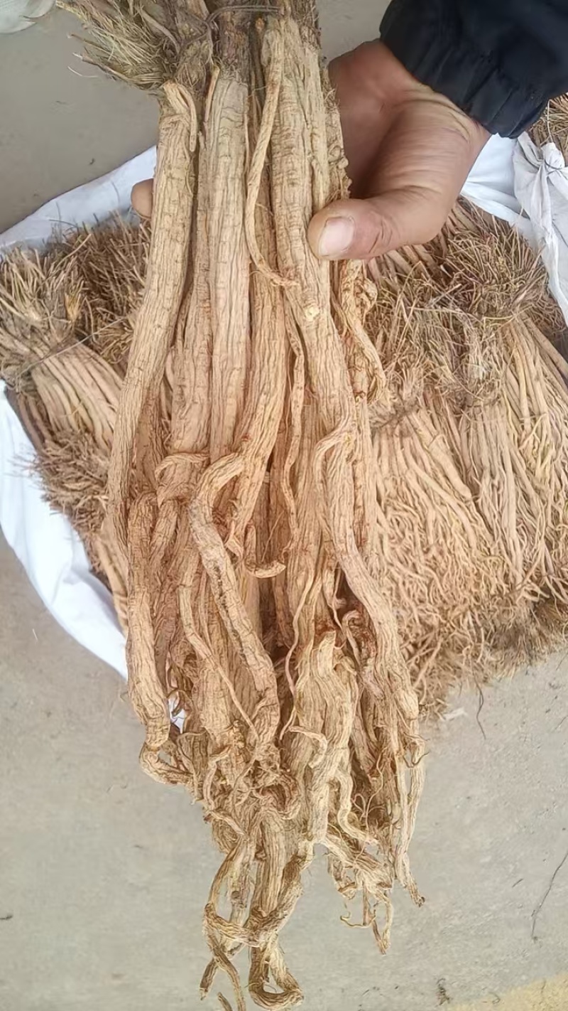 甘肃定西关防风，产地直发货源保证，欢迎来电合作