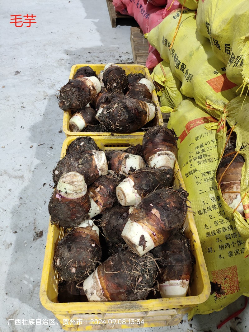 精品芋头毛芋芋丁扇形货源充足价格便宜，量大价更优
