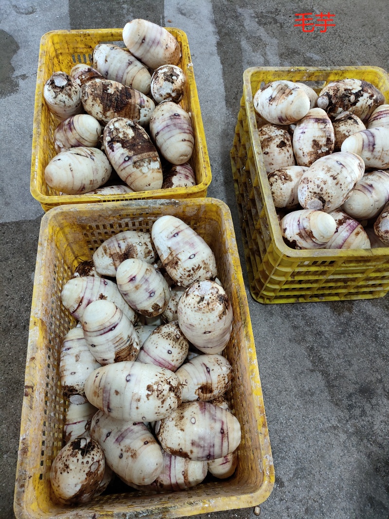 精品芋头毛芋芋丁扇形货源充足价格便宜，量大价更优