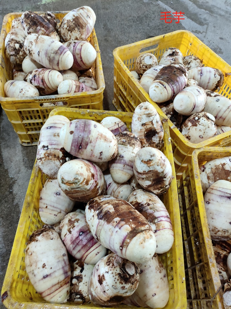 精品芋头毛芋芋丁扇形货源充足价格便宜，量大价更优