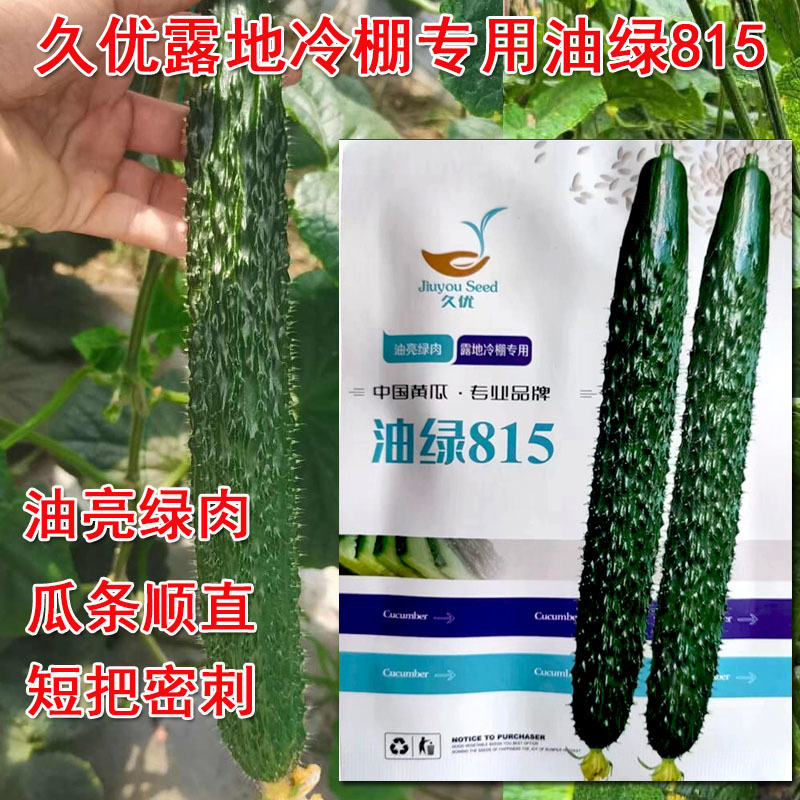 油绿815密刺黄瓜种子高产耐高温高抗病油亮型黄瓜