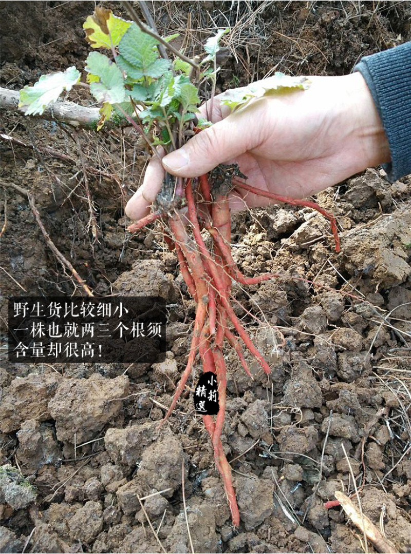 丹参中药材正品泡水干货养生茶紫丹参粉单参丹生非特级野生
