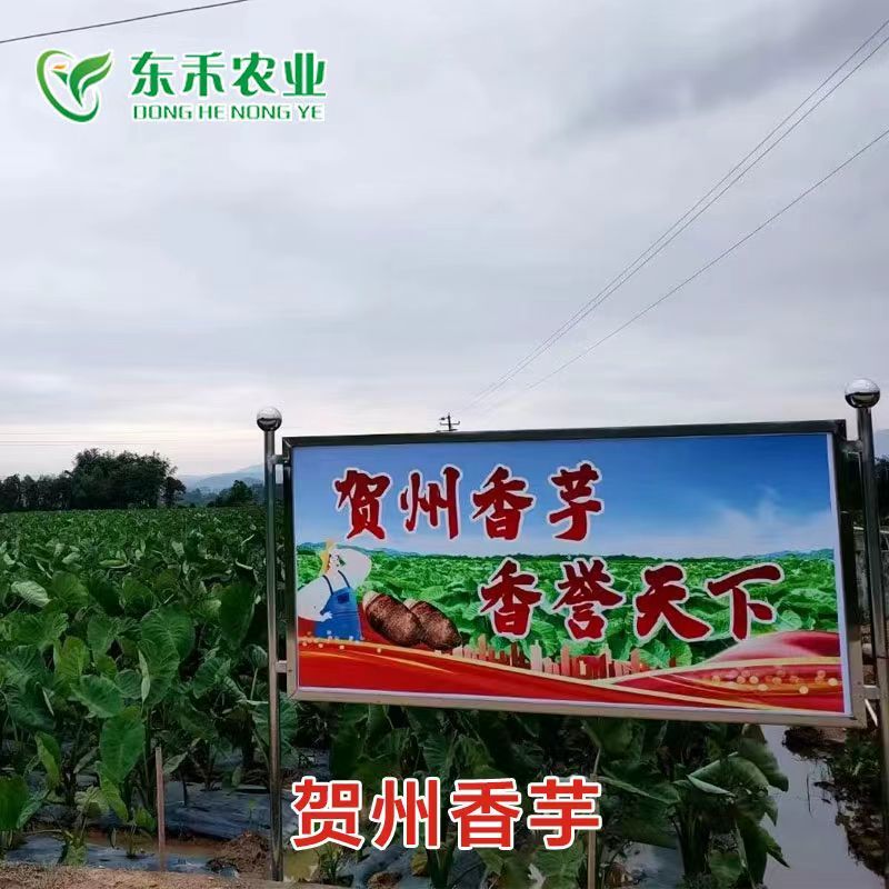 芋头毛芋芋条直芋波纹货源充足价格便宜