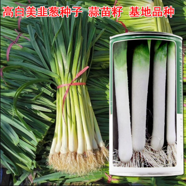 蒜苗种子韭葱种子青蒜洋蒜苗洋大蒜抗病四季高产蔬菜菜蒜
