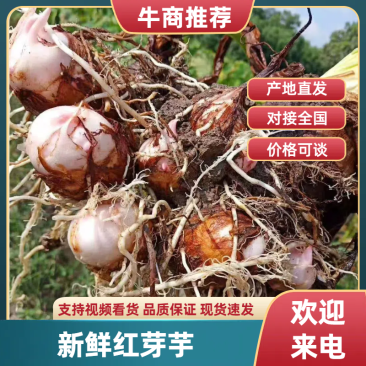 红芽芋芋头精选小子，子嫩口感软糯