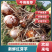 红芽芋芋头精选小子，子嫩口感软糯