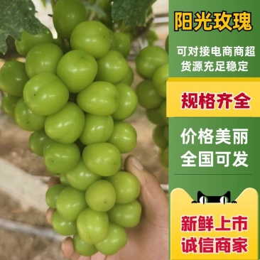 （推荐）阳光玫瑰保质保量全国发货可视频看货