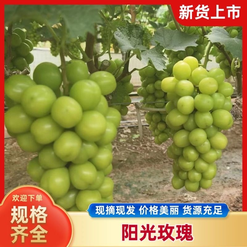 （推荐）阳光玫瑰保质保量全国发货可视频看货