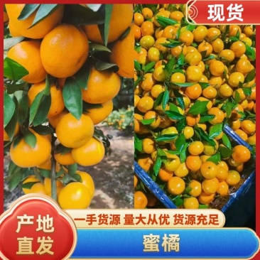 【推荐】湖北宜昌蜜橘大量上市早熟蜜桔口感适宜提供一条龙服务