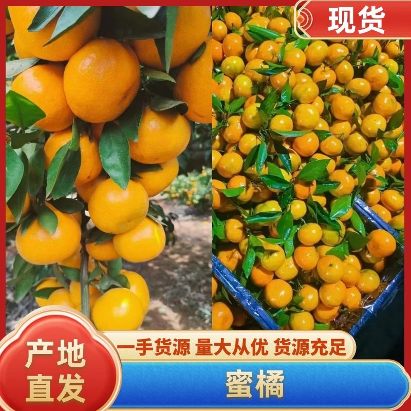 【推荐】湖北宜昌蜜橘大量上市早熟蜜桔口感适宜提供一条龙服务