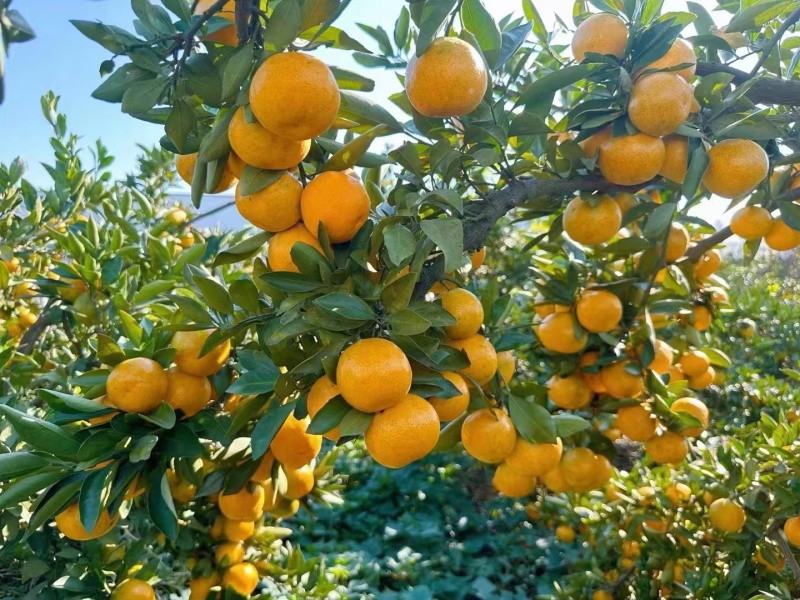 【推荐】湖北宜昌蜜橘大量上市早熟蜜桔口感适宜提供一条龙服务