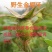 现摘新鲜金樱子青鲜果野生刺梨中药材泡酒金英子泡茶