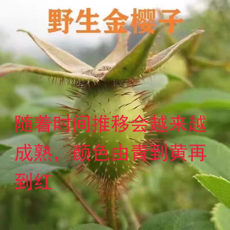 现摘新鲜金樱子青鲜果野生刺梨中药材泡酒金英子泡茶