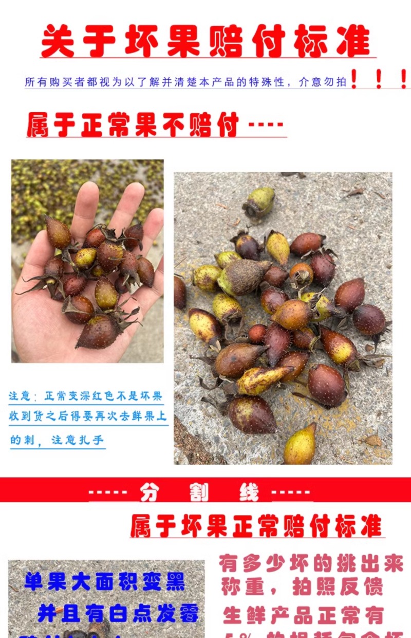 现摘新鲜金樱子青鲜果野生刺梨中药材泡酒金英子泡茶