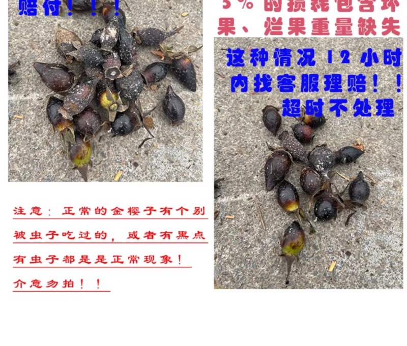 现摘新鲜金樱子青鲜果野生刺梨中药材泡酒金英子泡茶