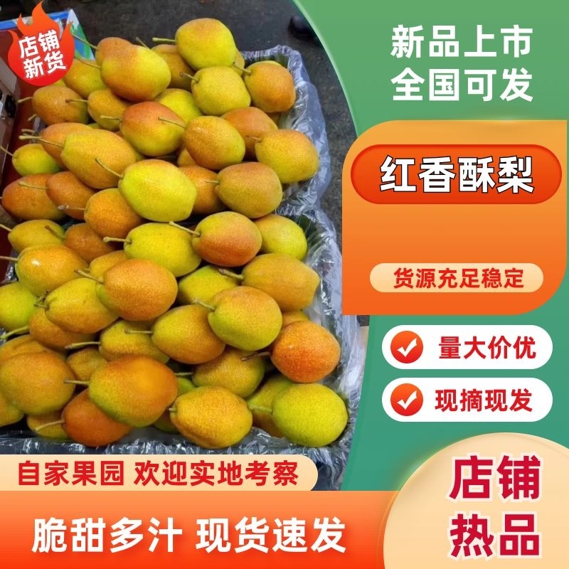 【热卖】山西运城红香酥梨基地直发一手货源量大从优
