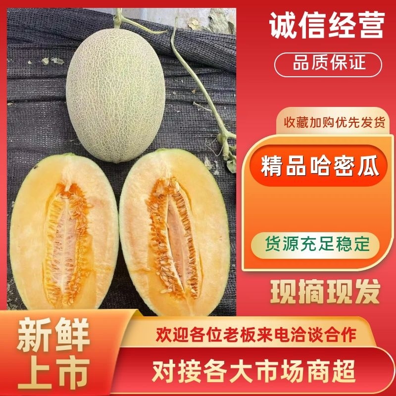 【宁夏哈密瓜/晓蜜25哈密瓜香甜多汁量大从优欢迎洽谈合作