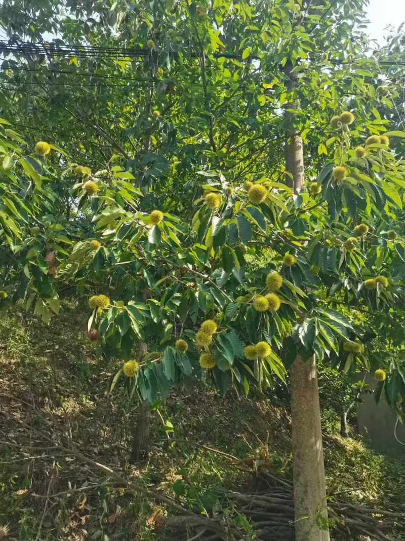 洛阳栾川板栗基地产地直发人工筛选颗粒饱满香甜可口