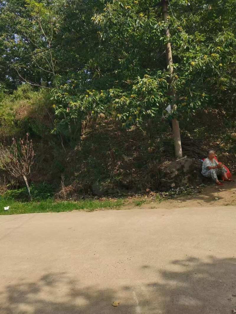 洛阳栾川板栗基地产地直发人工筛选颗粒饱满香甜可口
