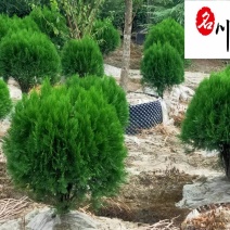 四季常绿侧柏球洒金柏球批发成都侧柏球基地直销价格