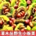 洛阳野生大板栗野生板栗货源充足，150粒左右