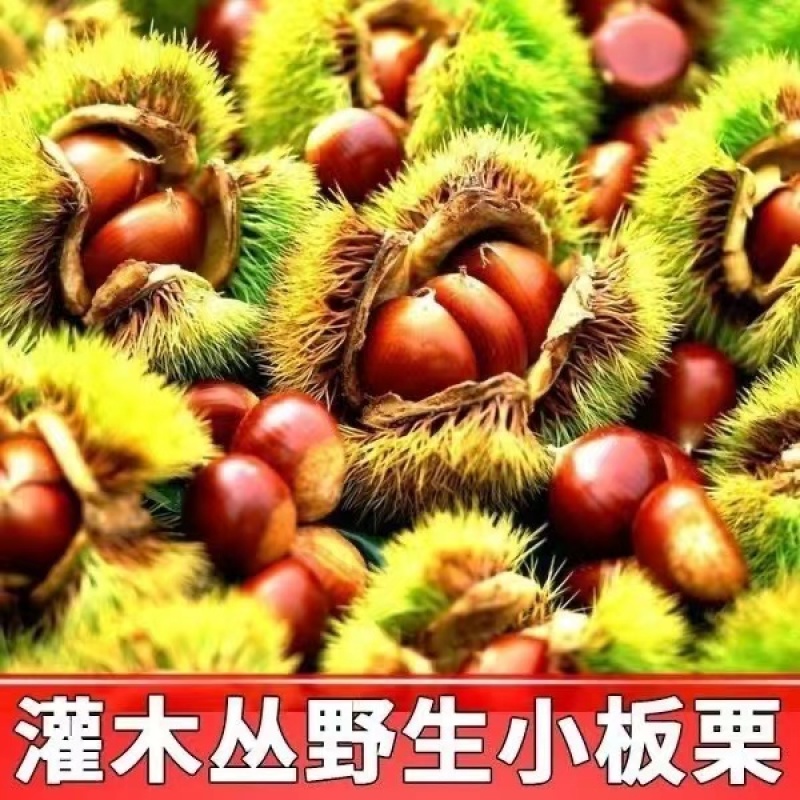 洛阳野生大板栗野生板栗货源充足，150粒左右