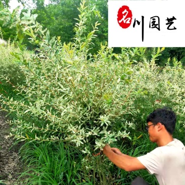 彩叶杞柳球批发成都彩叶杞柳价格花境花坛彩叶观赏苗木