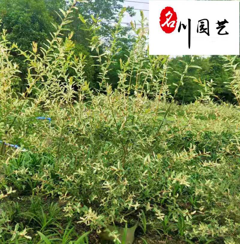 彩叶杞柳球批发成都彩叶杞柳价格花境花坛彩叶观赏苗木