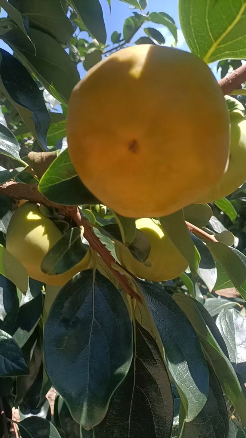 精品脆柿子七月黄柿子阳丰甜柿子可视频看货全国发货
