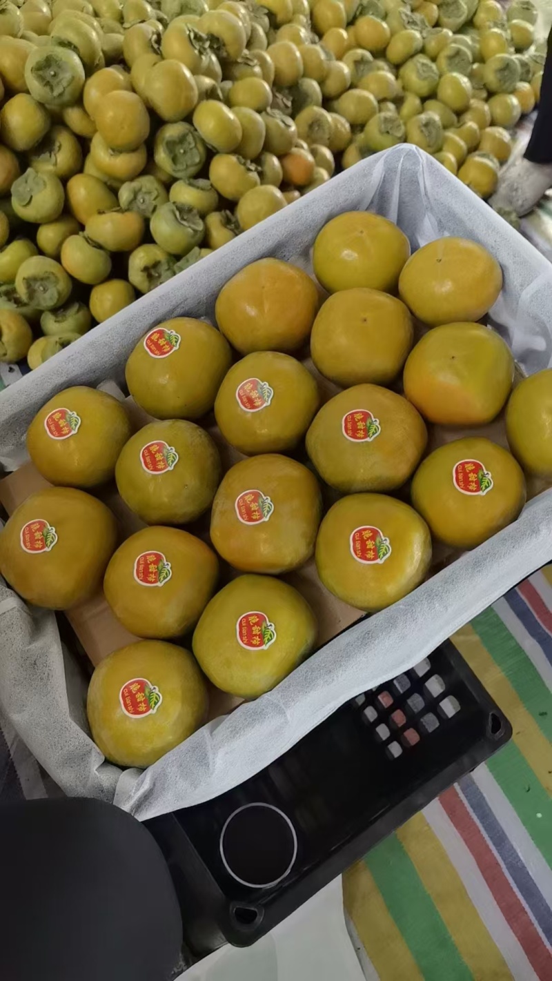 精品脆柿子七月黄柿子阳丰甜柿子可视频看货全国发货