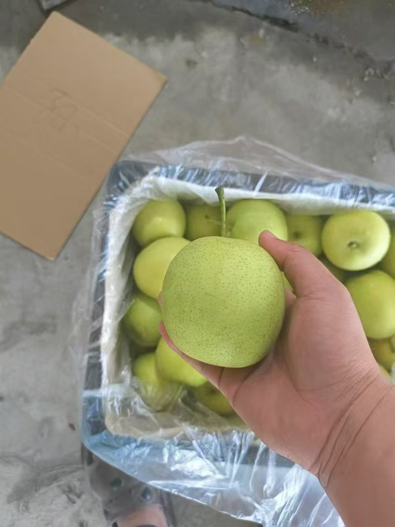 【精品】黄冠梨新鲜青黄冠梨现摘现发可视频看货