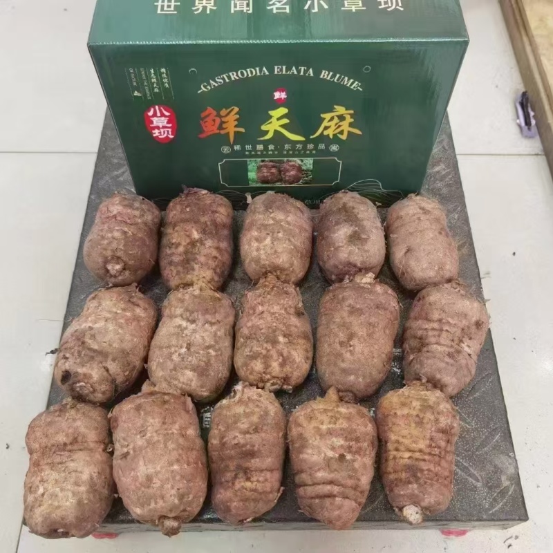 【推荐】昭通天麻视频看货一手货源对接全国品质保证