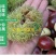 一件代发现剥板栗米生板栗米红板栗米红野生小毛栗现货