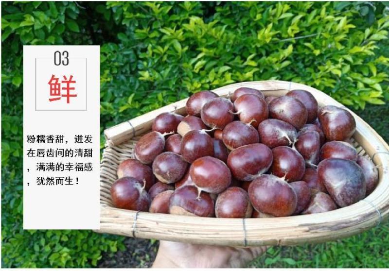 一件代发现剥板栗米生板栗米红板栗米红野生小毛栗现货